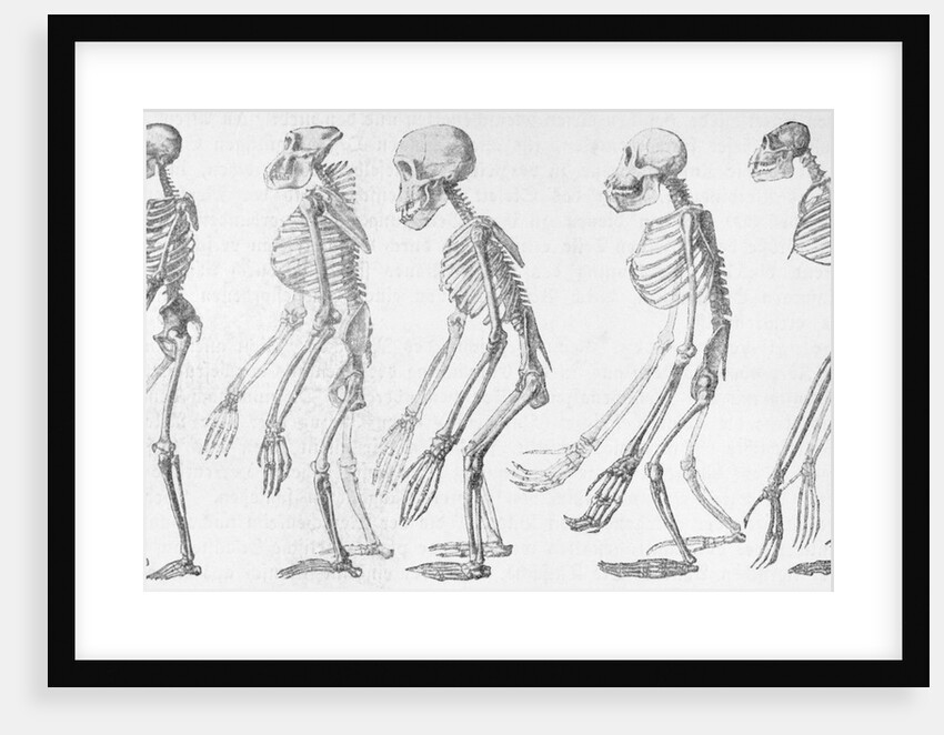 Chart Showing Human Evolution by Anonymous