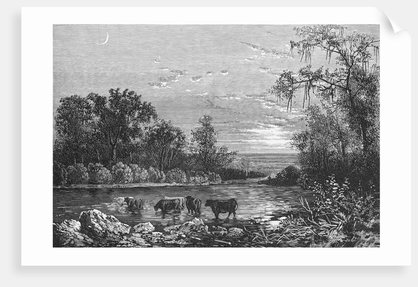 Cattle in Stream by Anonymous