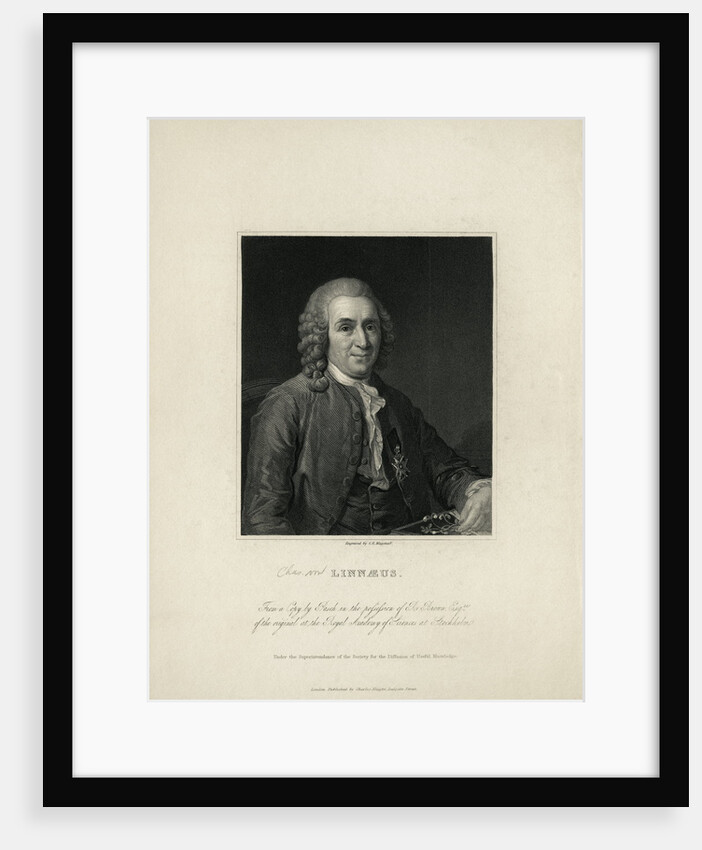 Portrait of Carl Von Linne by Anonymous