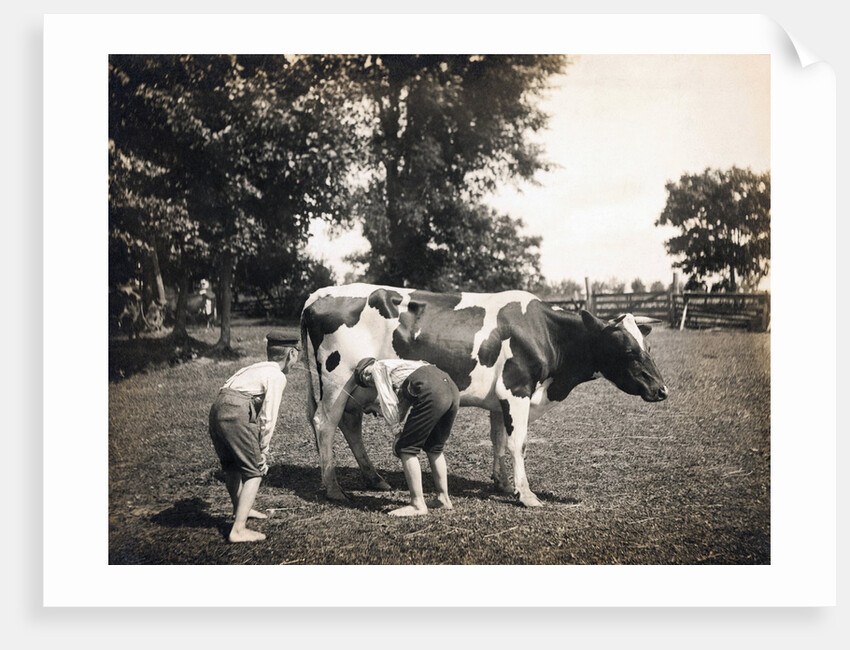 Boy Squirting Cow's Milk by Anonymous