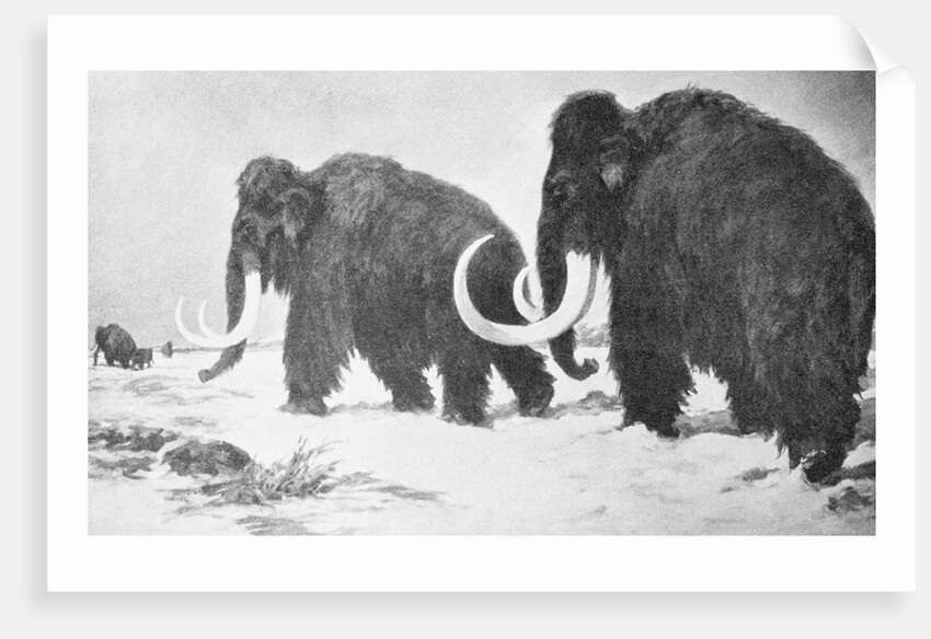 Wooly Mammoths Trudging in Snow by Anonymous