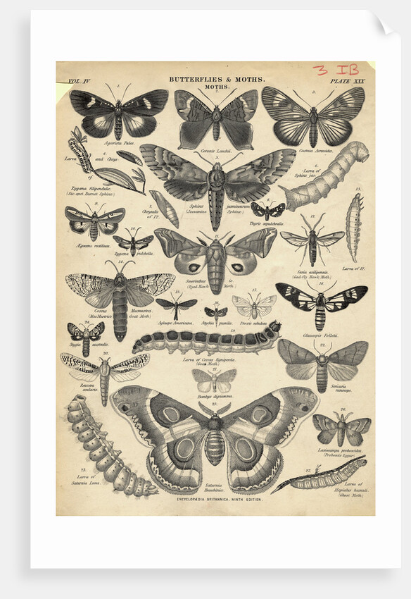 Illustration of Butterflies and Moths by Anonymous