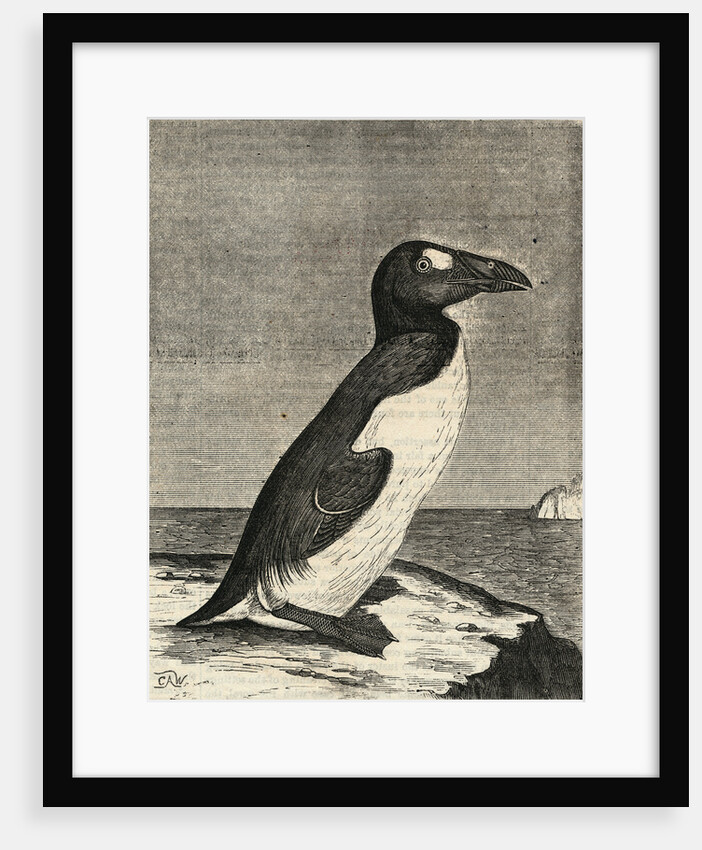 Engraving of Great Auk by Anonymous