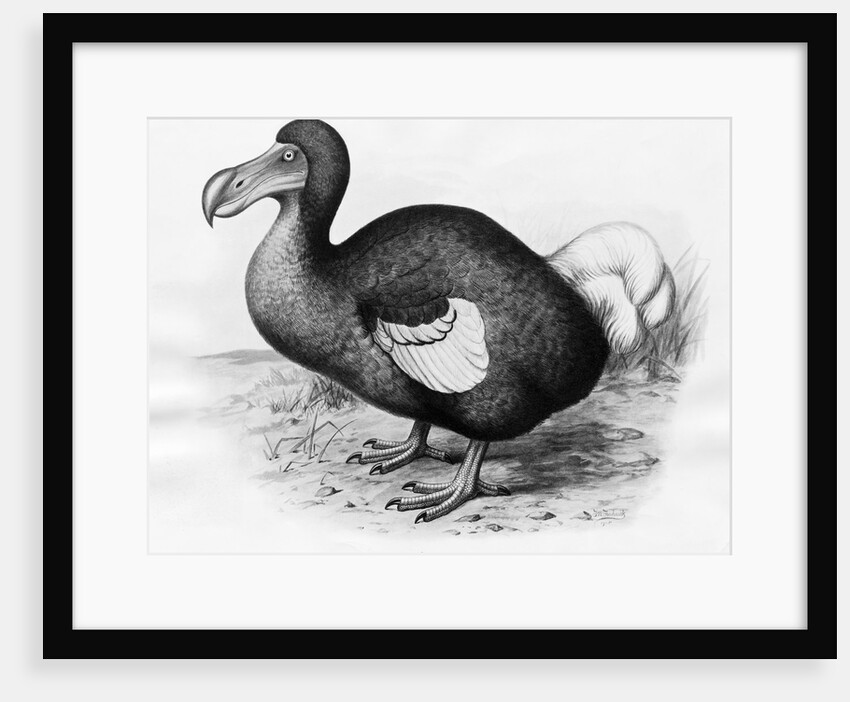 Didus Cucullatus by Fredrick William Frohawk