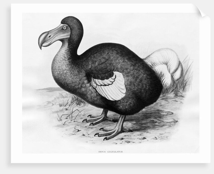 Didus Cucullatus by Fredrick William Frohawk