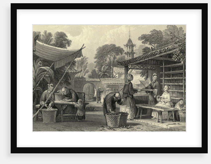 Feeding Silkworms and Sorting Cocoons by Anonymous