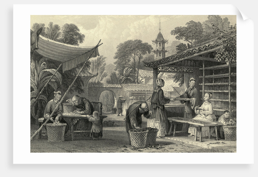 Feeding Silkworms and Sorting Cocoons by Anonymous