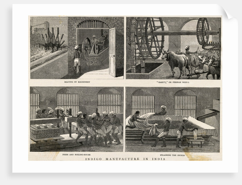 Illustration of Indigo Manufacturing Process in India by Anonymous