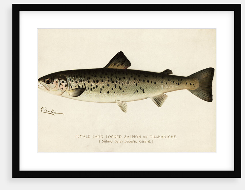 Illustration of a Female Land Locked Salmon by Anonymous