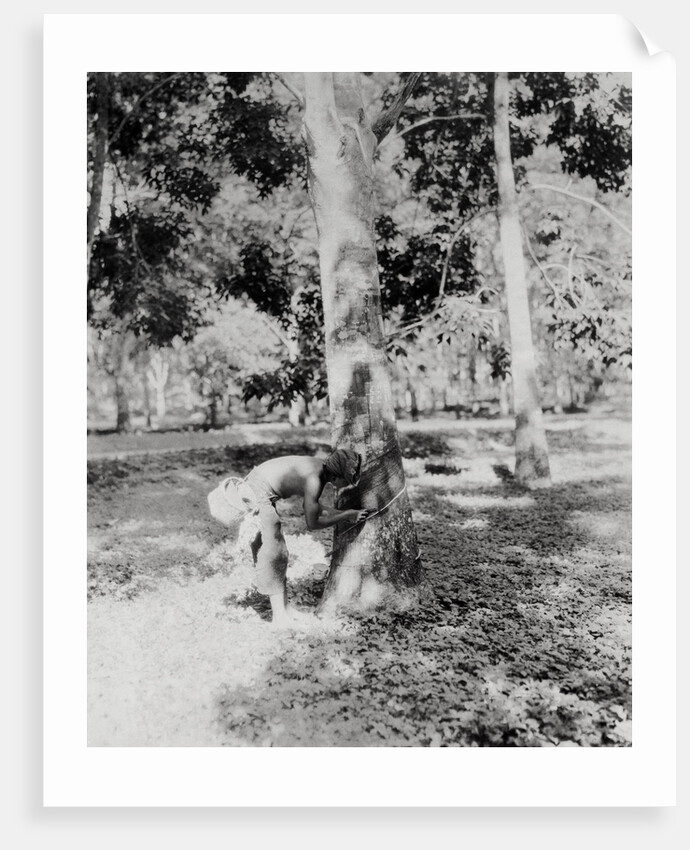Native of Sumatra Removing Sap from Tree by Anonymous