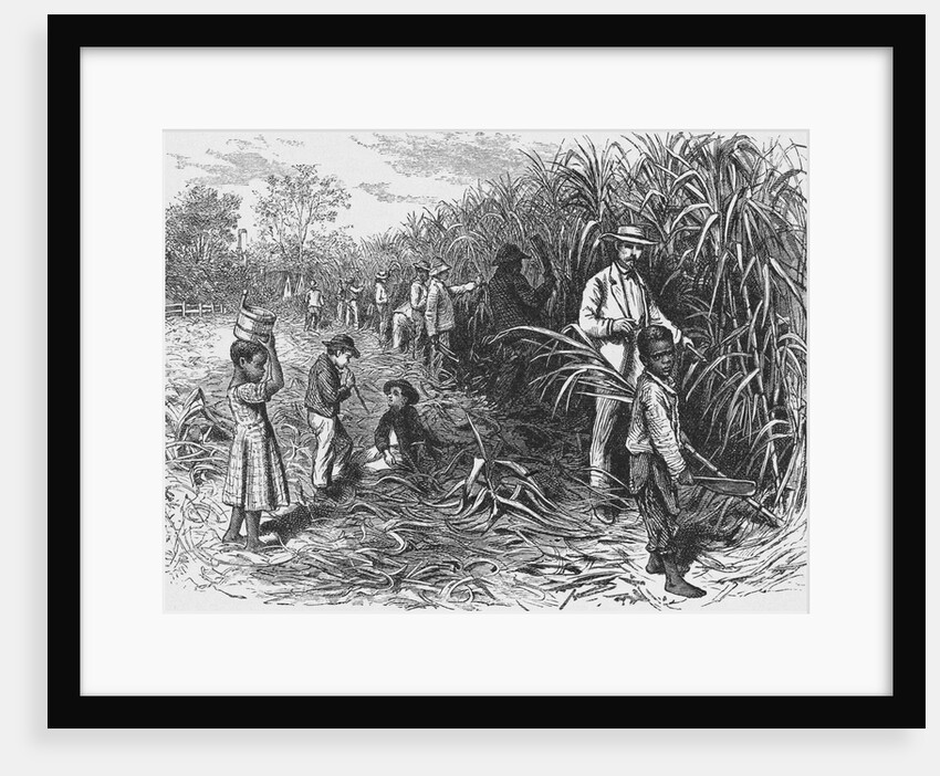 Workers Cutting Sugar Cane by Anonymous