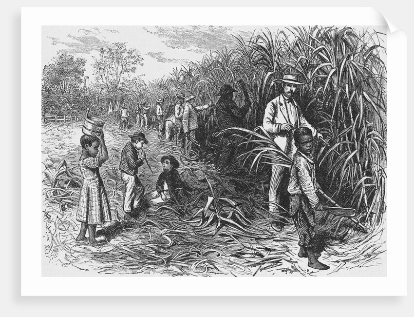 Workers Cutting Sugar Cane by Anonymous