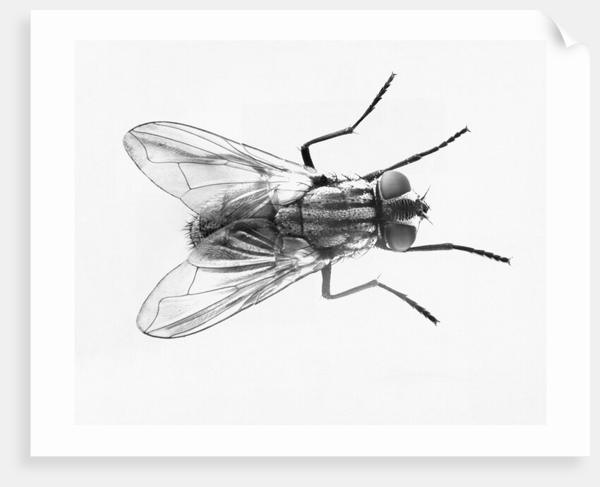 House Fly by Anonymous