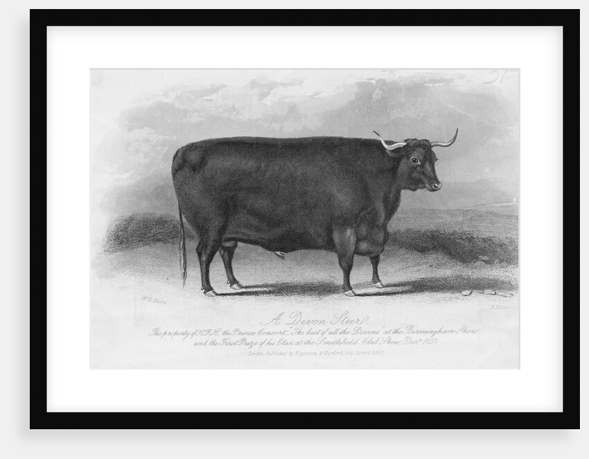 Engraving of Prize Winning Devon Steer by Anonymous