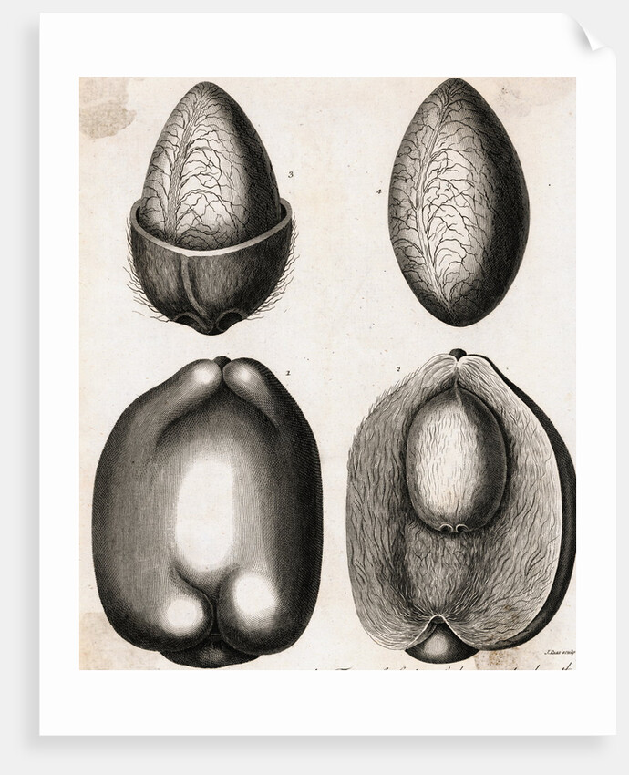 Engraving of Different Views of a Cocoa Fruit by Anonymous
