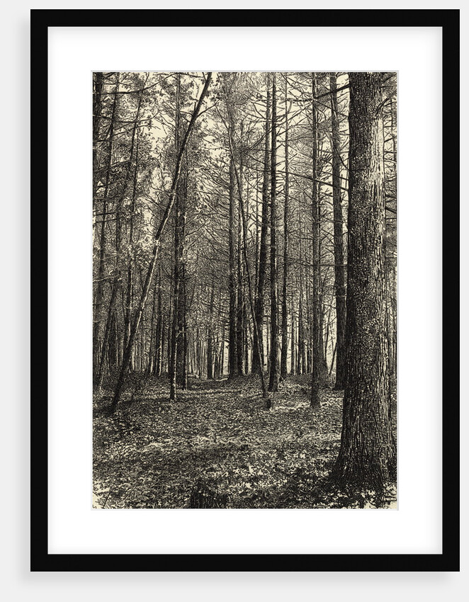 A Scene Near Walden Pond by Anonymous