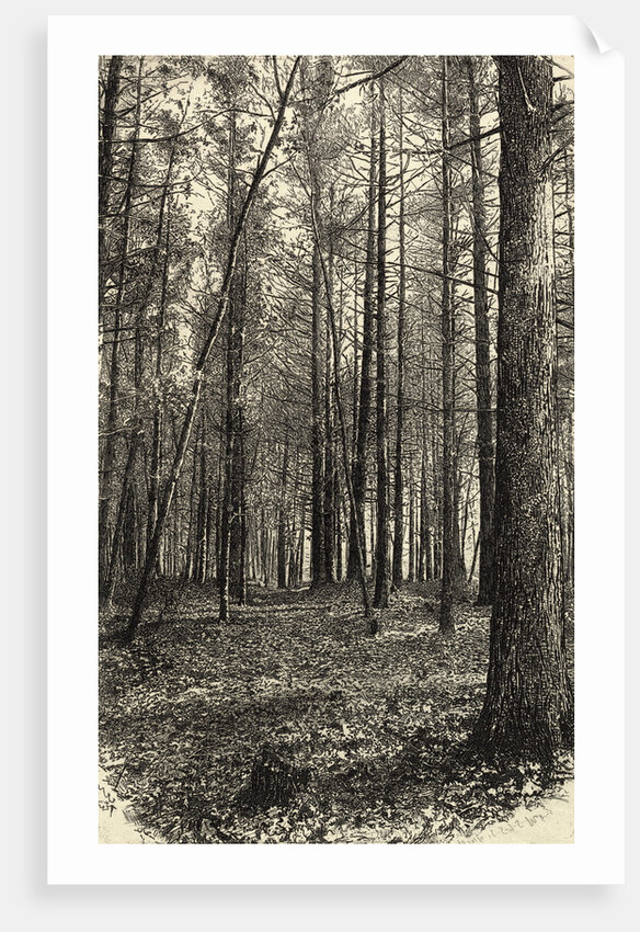 A Scene Near Walden Pond by Anonymous