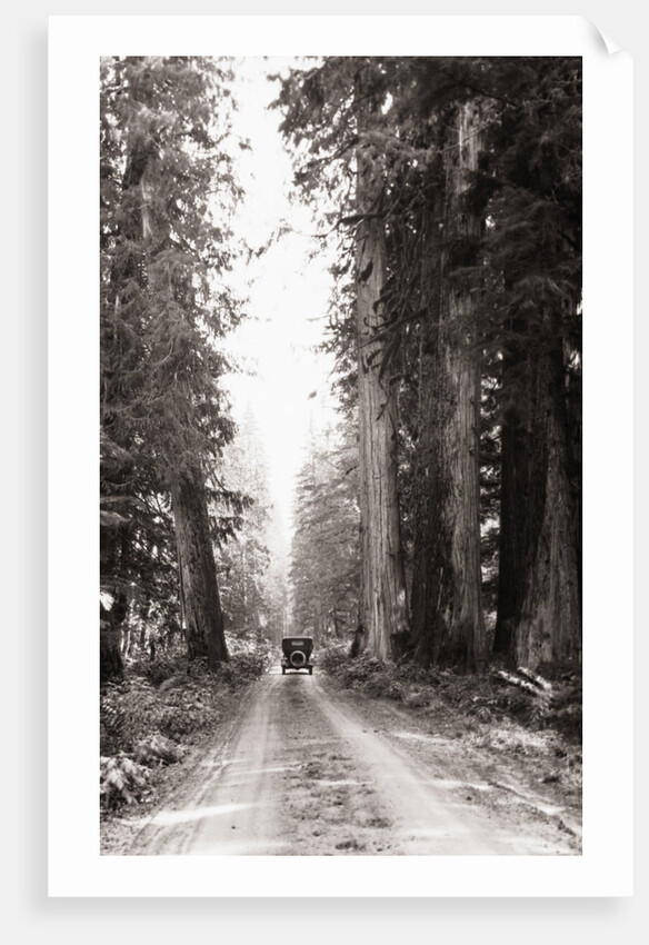 Lone Car on Forest Dirt Road by Anonymous