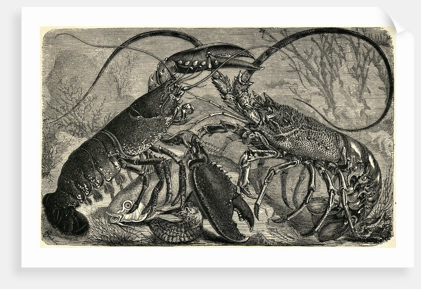 Engraving of Lobster and Spring Lobster by Anonymous