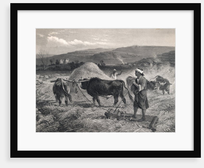 Western Asian Field Workers Threshing Crops with Use of Oxen by Anonymous