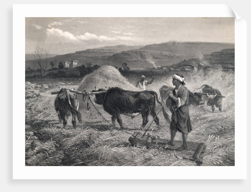 Western Asian Field Workers Threshing Crops with Use of Oxen by Anonymous