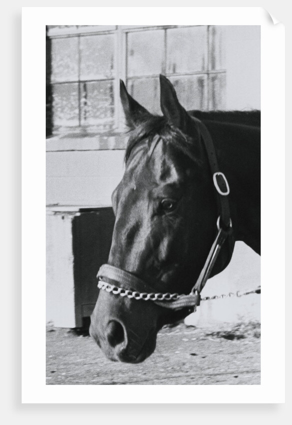 Race Horse Seattle Slew Poking His Head from Stall by Anonymous