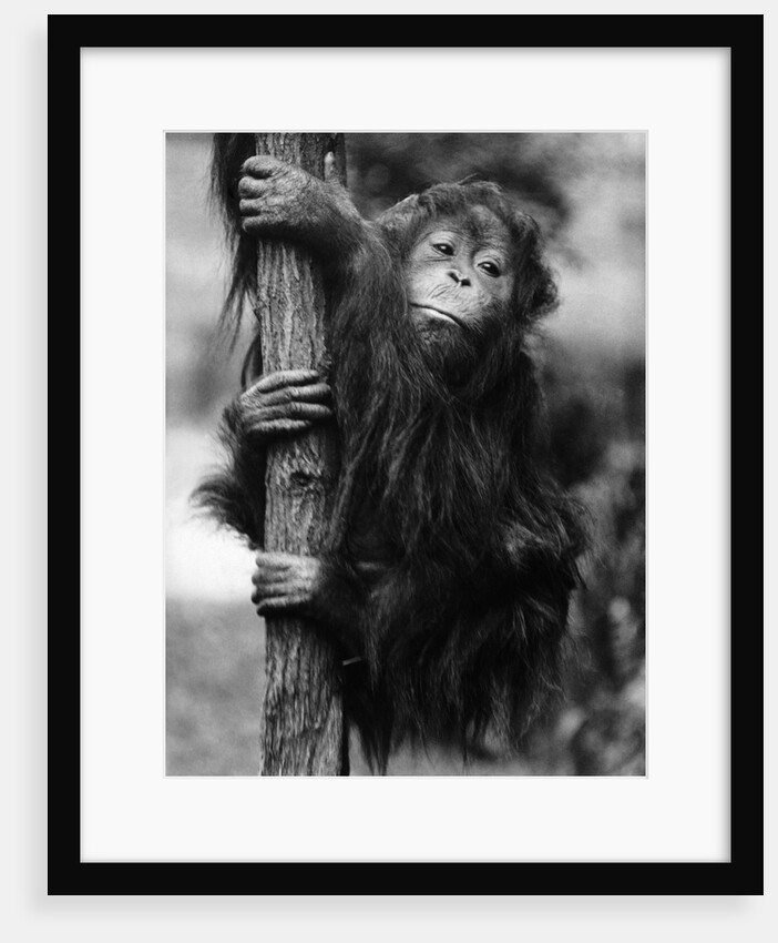 Orangutan Clinging to Tree by Anonymous
