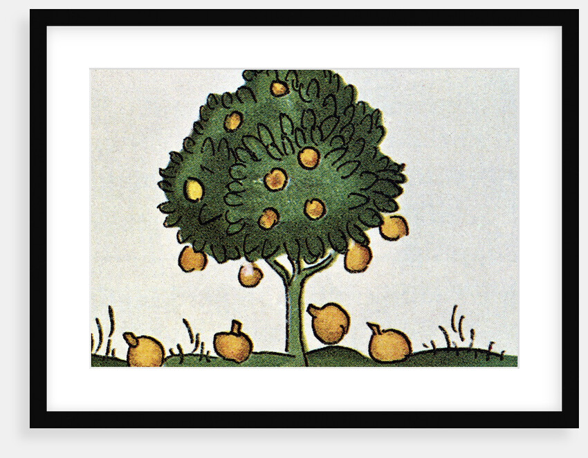Sapodilla Fruit Tree by Anonymous