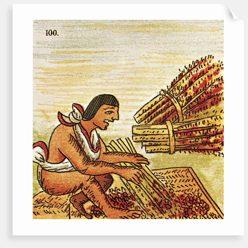 Illustration of an Aztec Man Threshing Amaranth from the Florentine Codex by Anonymous