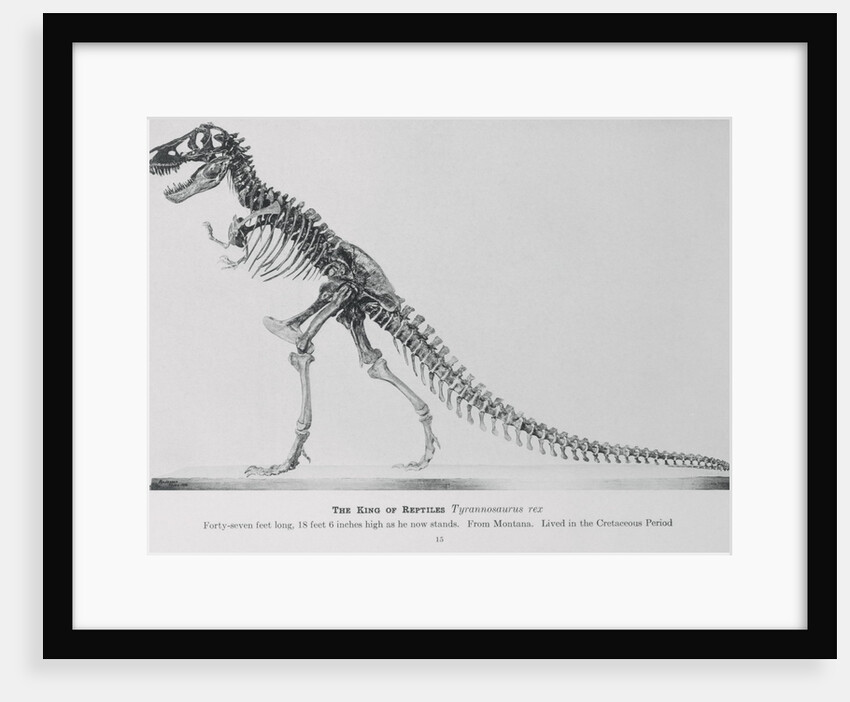 Tyrannosaurus Rex Illustration by Anonymous