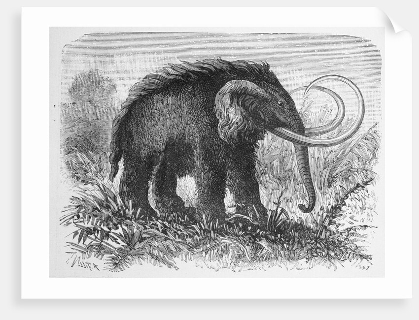 Woolly Mammoth by Anonymous