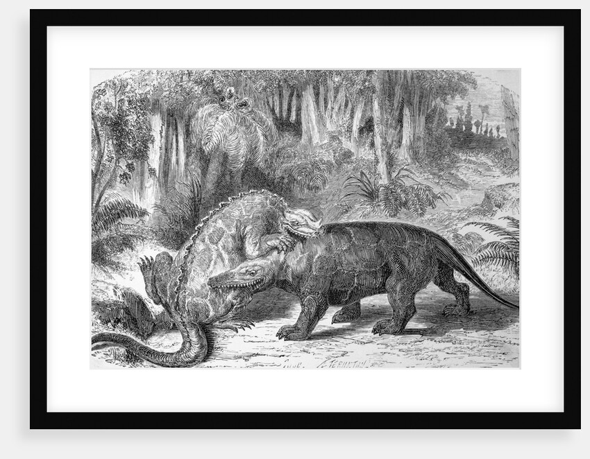 Illustration of Dinosaurs Fighting by Anonymous