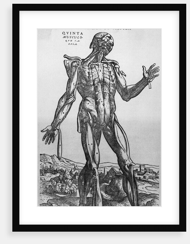 The Muscular System by Anonymous