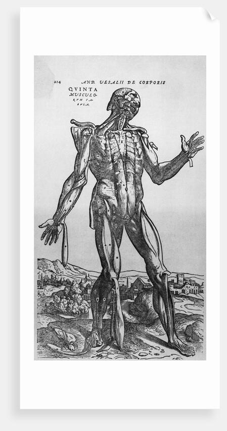 The Muscular System by Anonymous