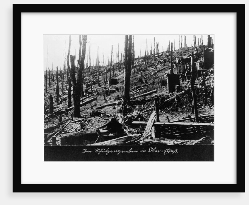 French Forest Destroyed in WWI by Anonymous