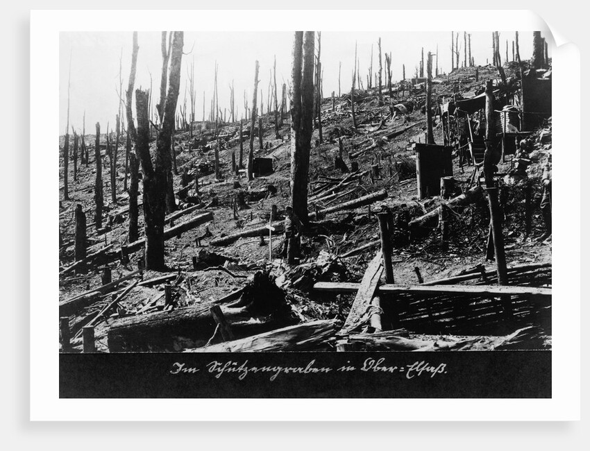 French Forest Destroyed in WWI by Anonymous