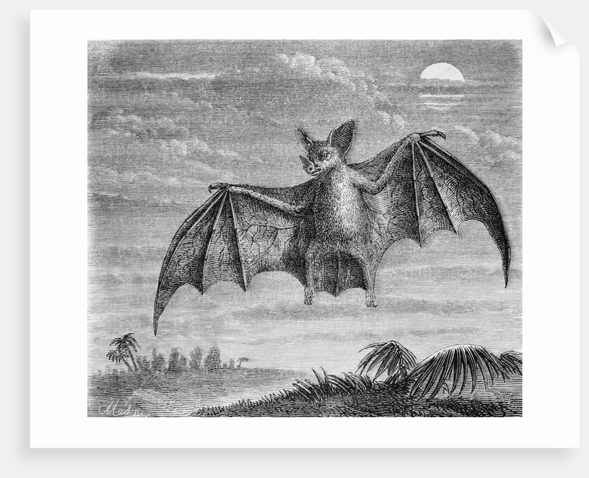 Engraving of American Vampire Bat by Anonymous