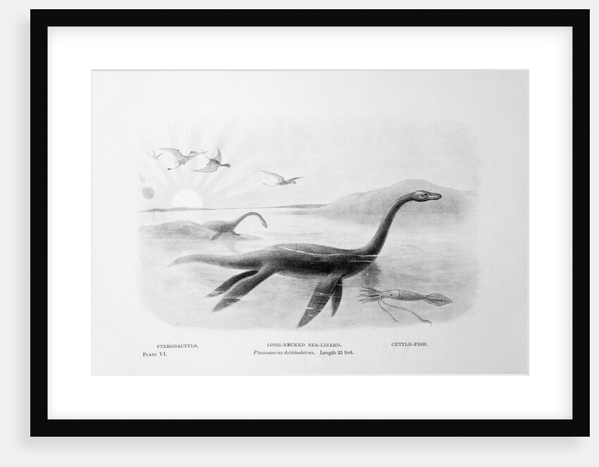 Long-Necked Sea Lizard by Anonymous