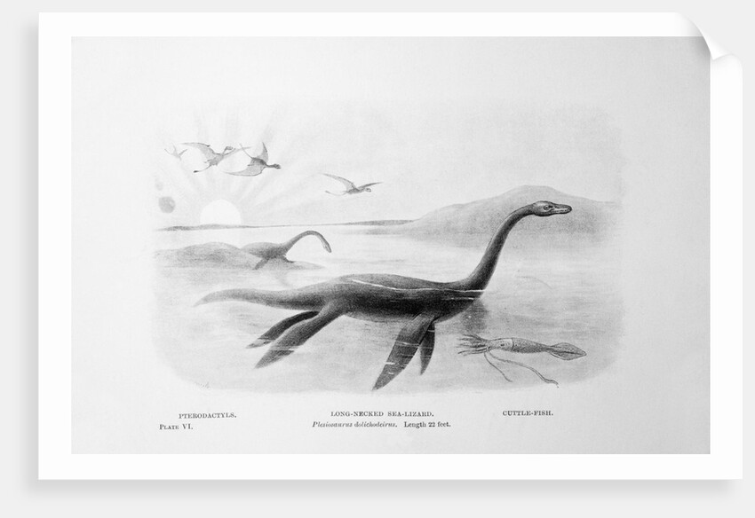 Long-Necked Sea Lizard by Anonymous