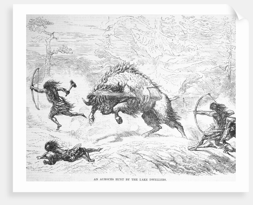 Prehistoric Men Hunting Oxen by Anonymous