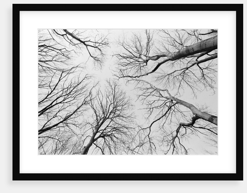 Leafless Trees in Thiepval Wood by Anonymous