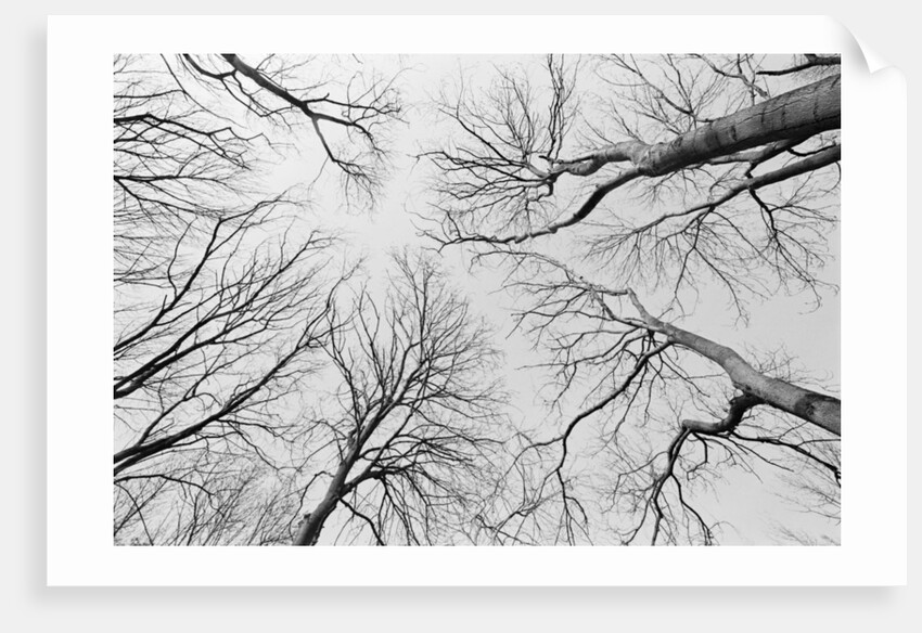 Leafless Trees in Thiepval Wood by Anonymous