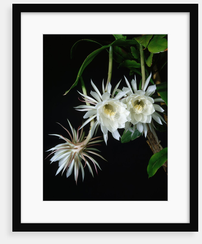 Epiphyllum oxypetalum by Anonymous