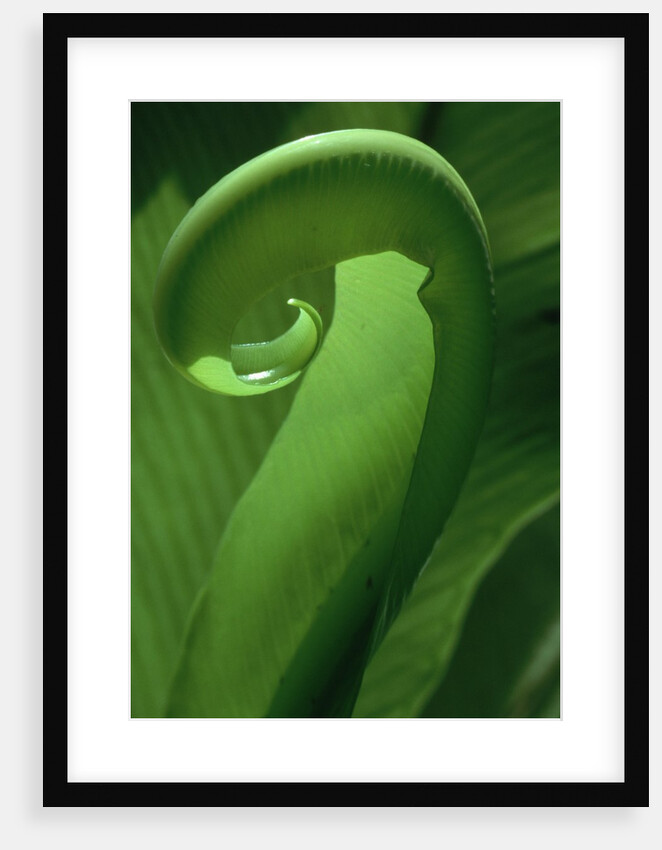 Young Fern Frond Uncurls by Anonymous