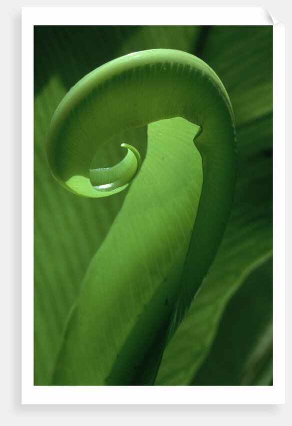 Young Fern Frond Uncurls by Anonymous