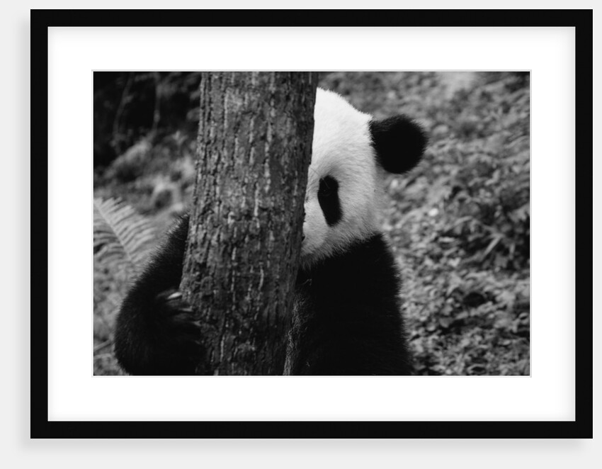 Panda Behind a Tree by Anonymous