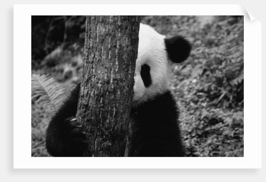 Panda Behind a Tree by Anonymous