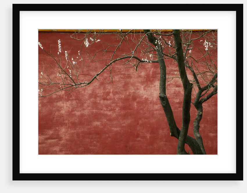 Flowering Pear Tree by Anonymous