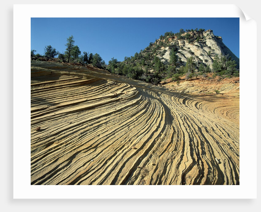 Layers of Navajo Sandstone in Zion National Park by Anonymous