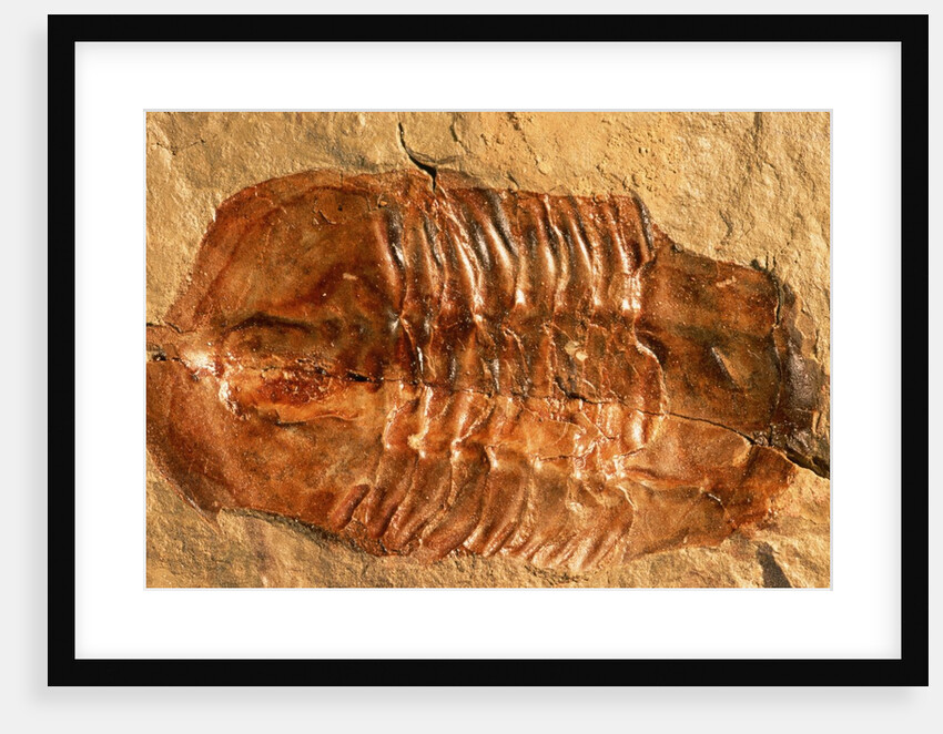 Trilobite Fossil by Anonymous